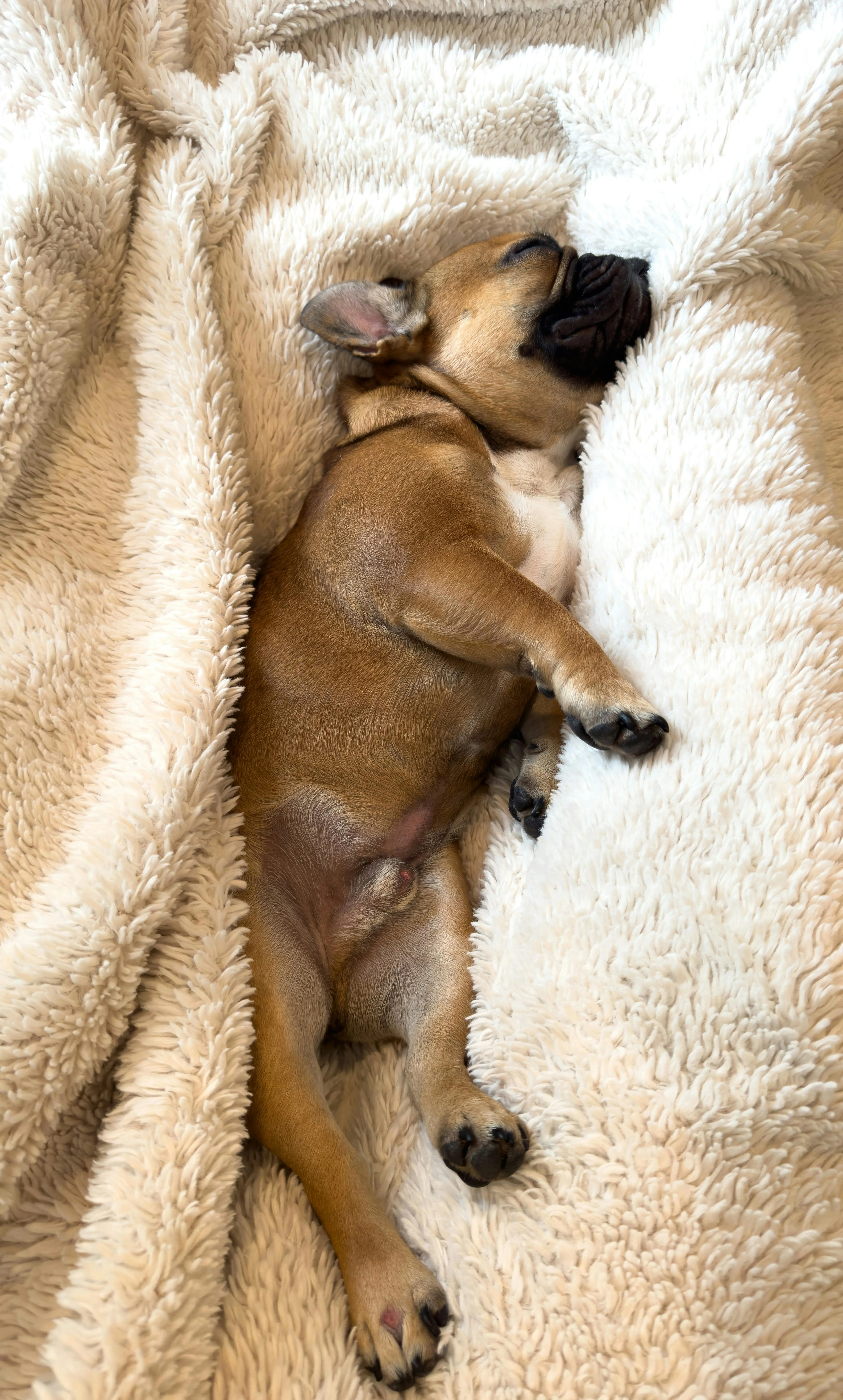 French bulldog sleeping peacefully