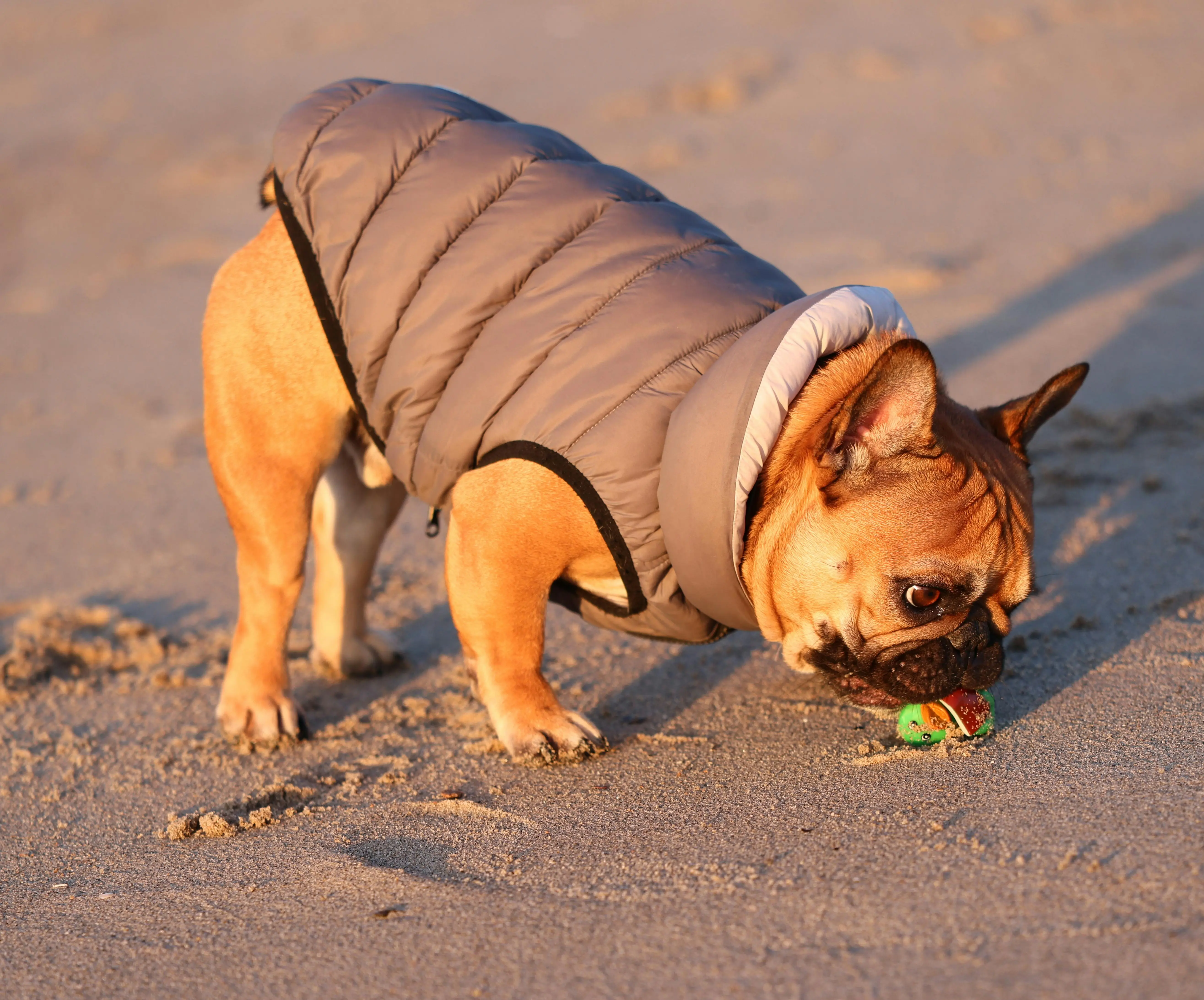 Fontain - puppy playing at the beach