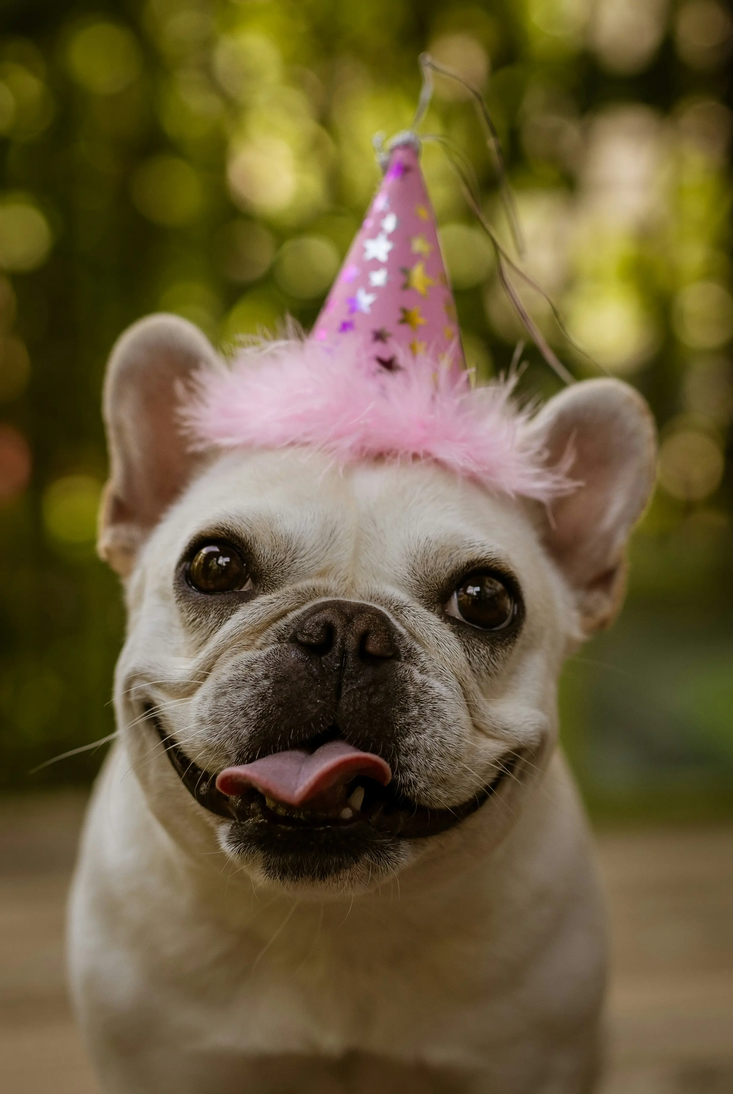 French Bulldog with birthday hat