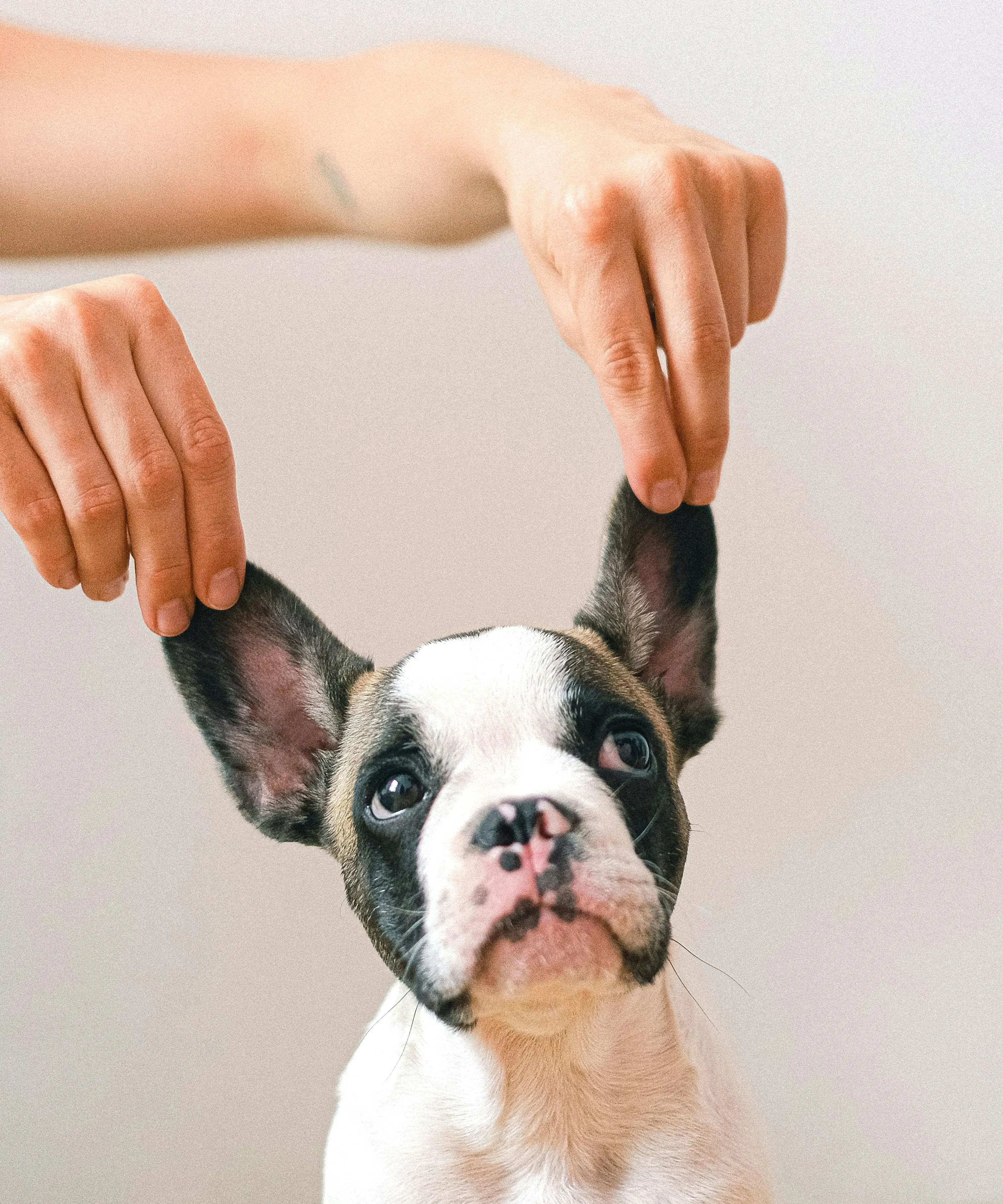 Macko - bulldog puppy doing photoshoot