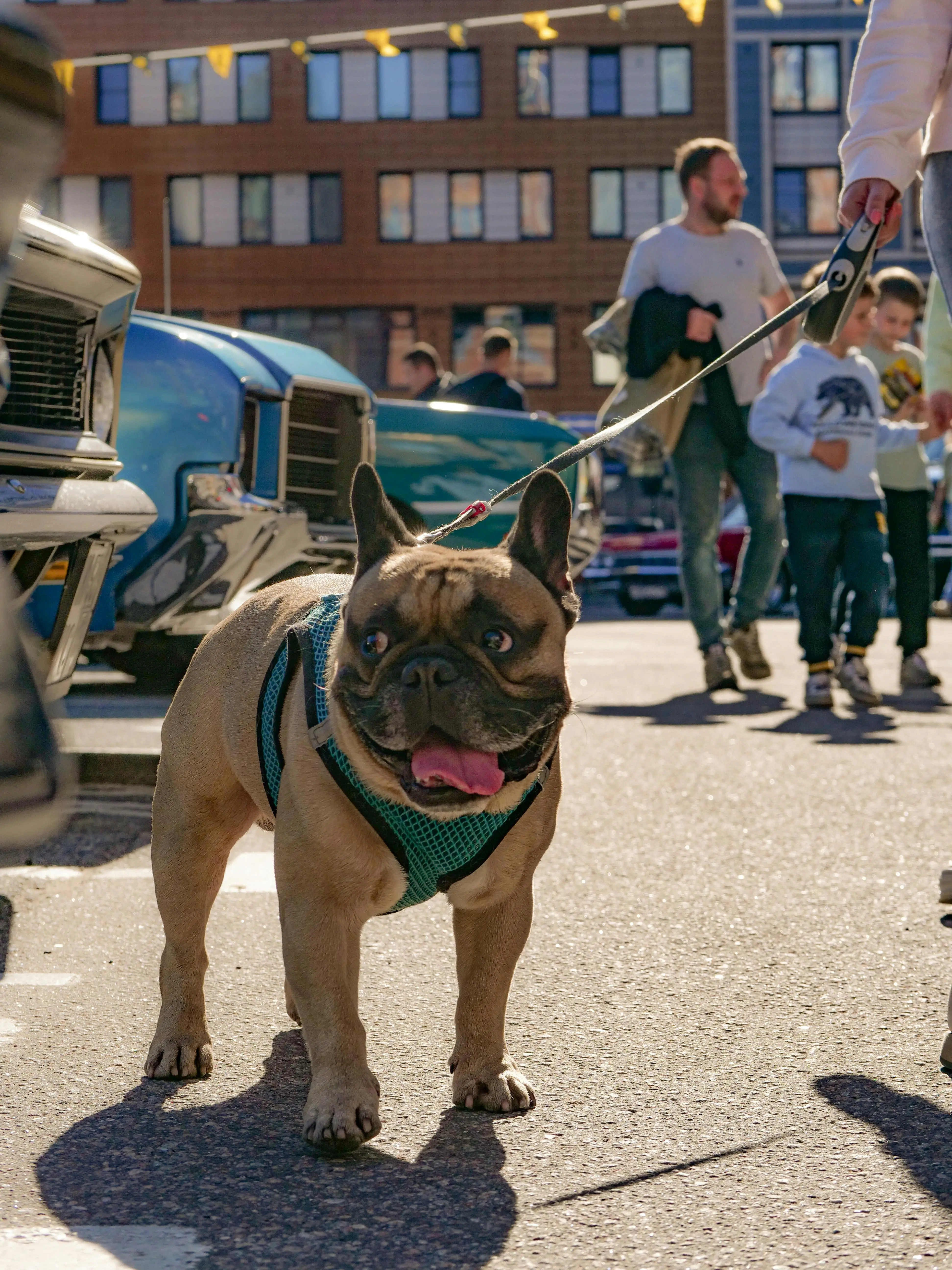 Candy - bulldog on the street for a walk