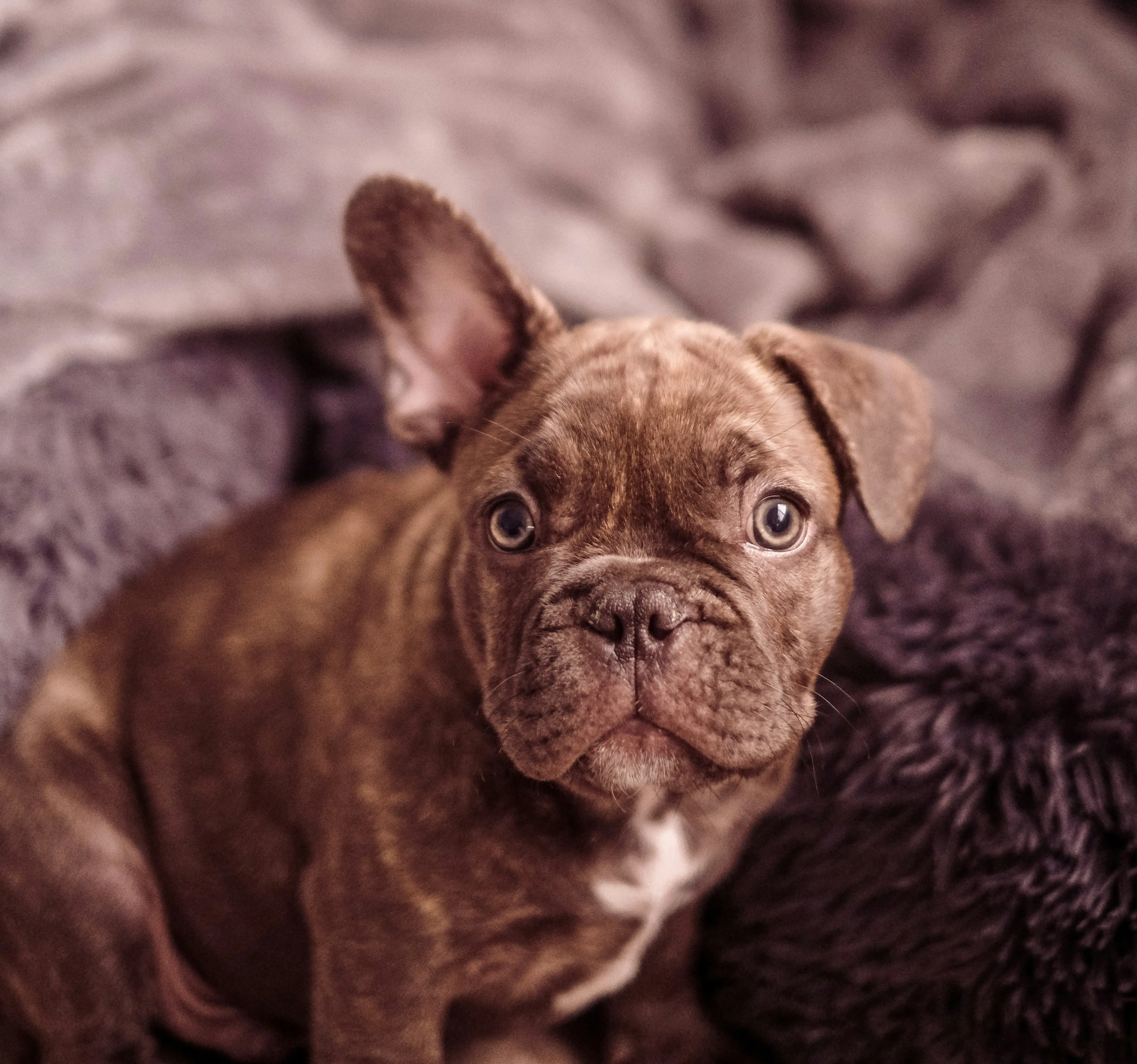 Beautiful brown French Bulldog puppy