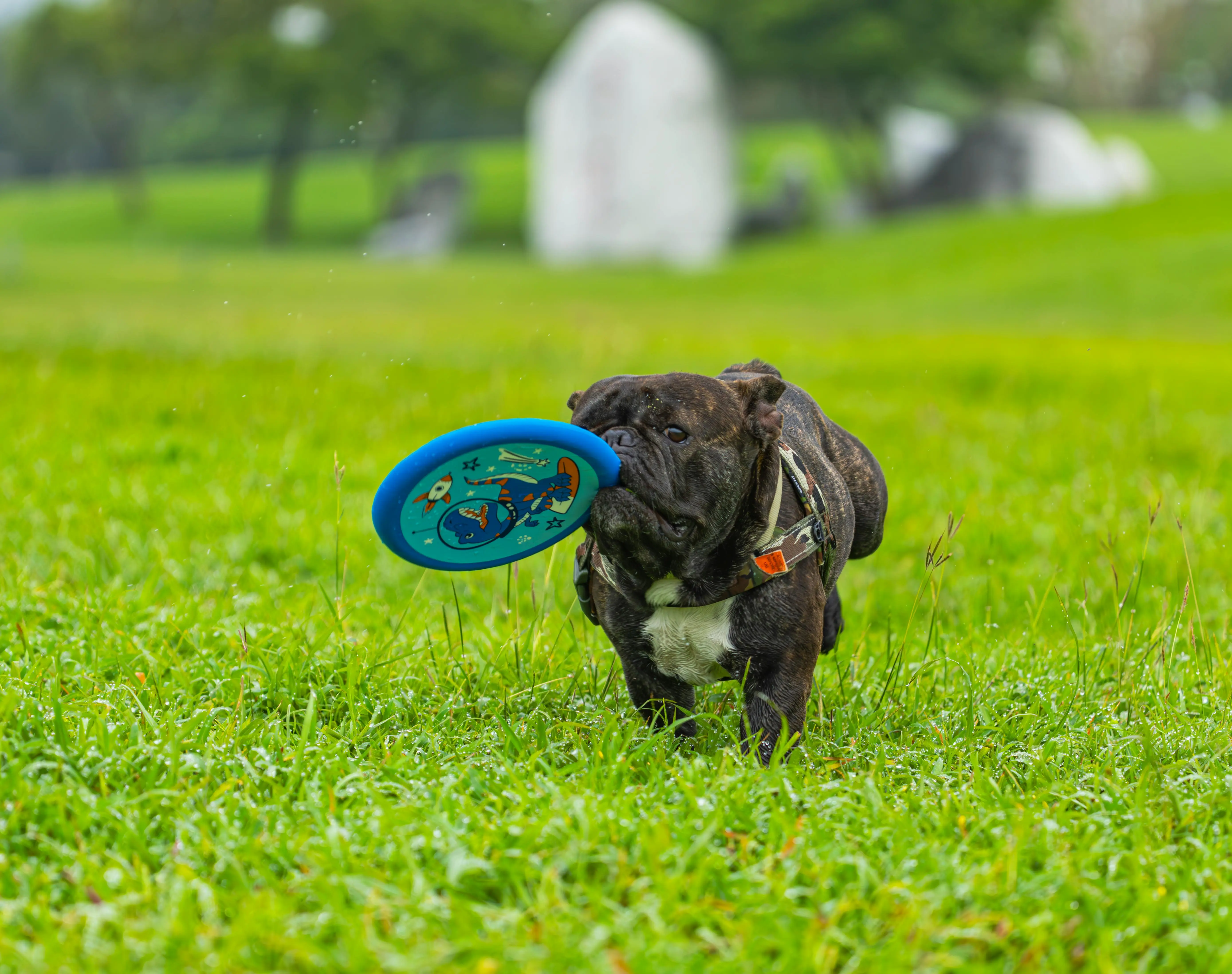 French Bulldog running in field