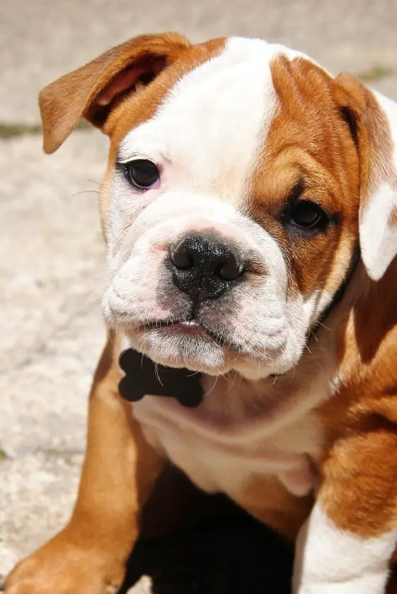 Chelsy - puppy big ready and set for the next day