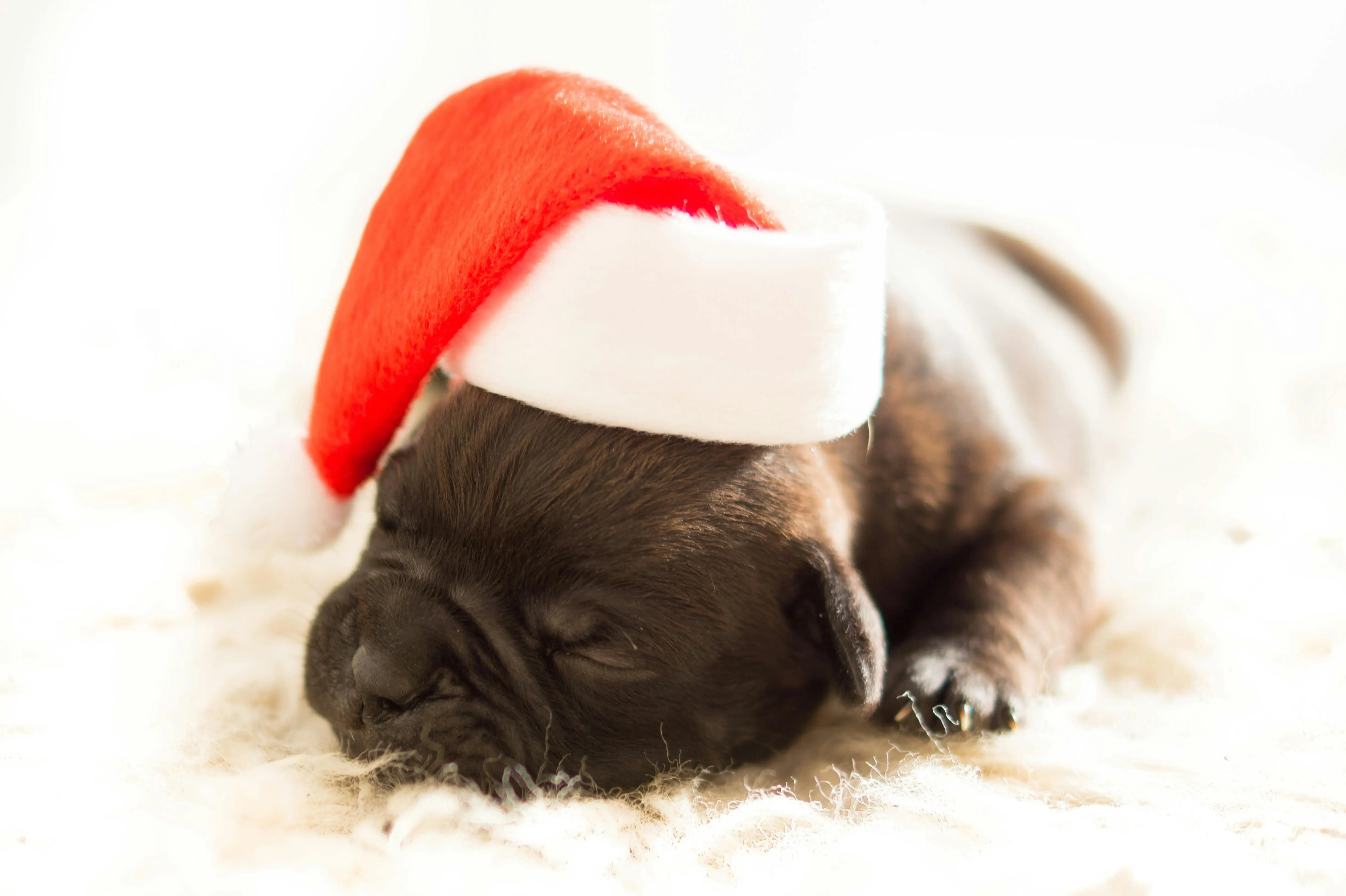 Adorable French Bulldog puppy with Christmas hat
