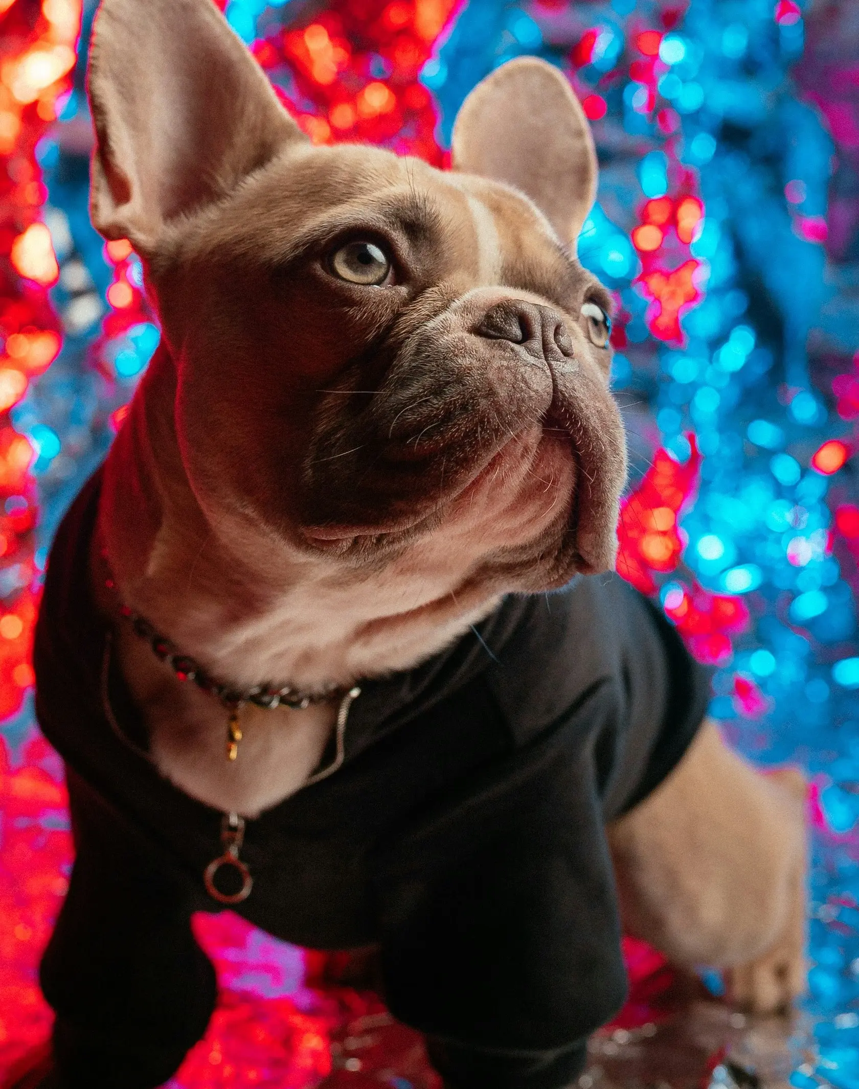 Mervy - stylish puppy ready