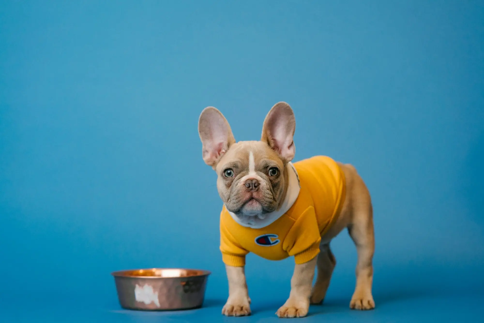 French Bulldog