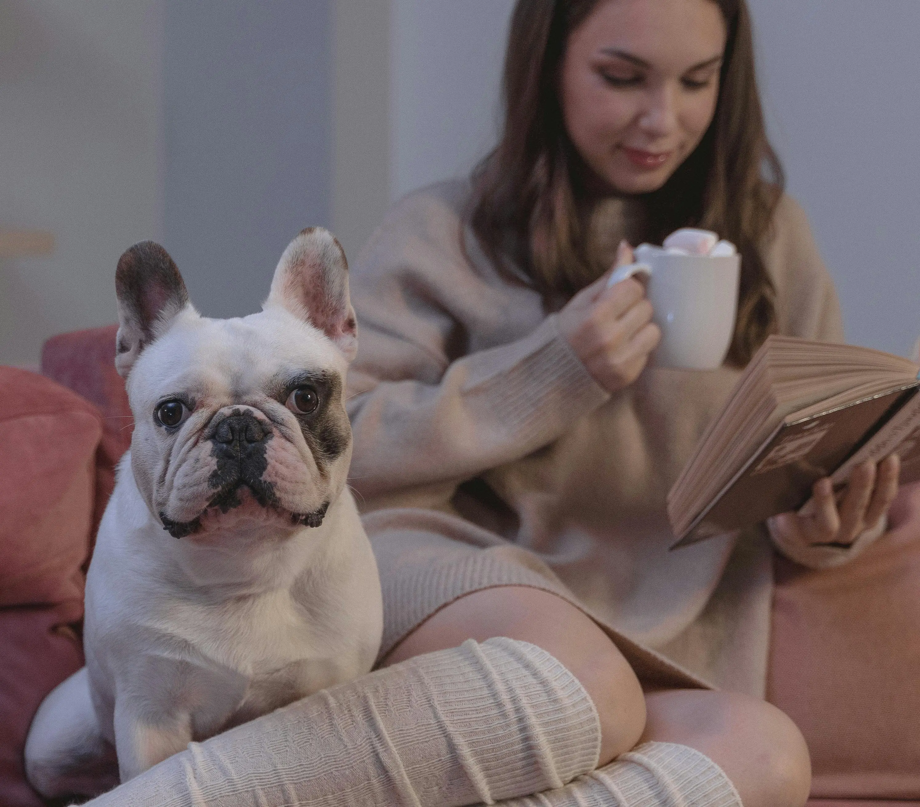 French Bulldog