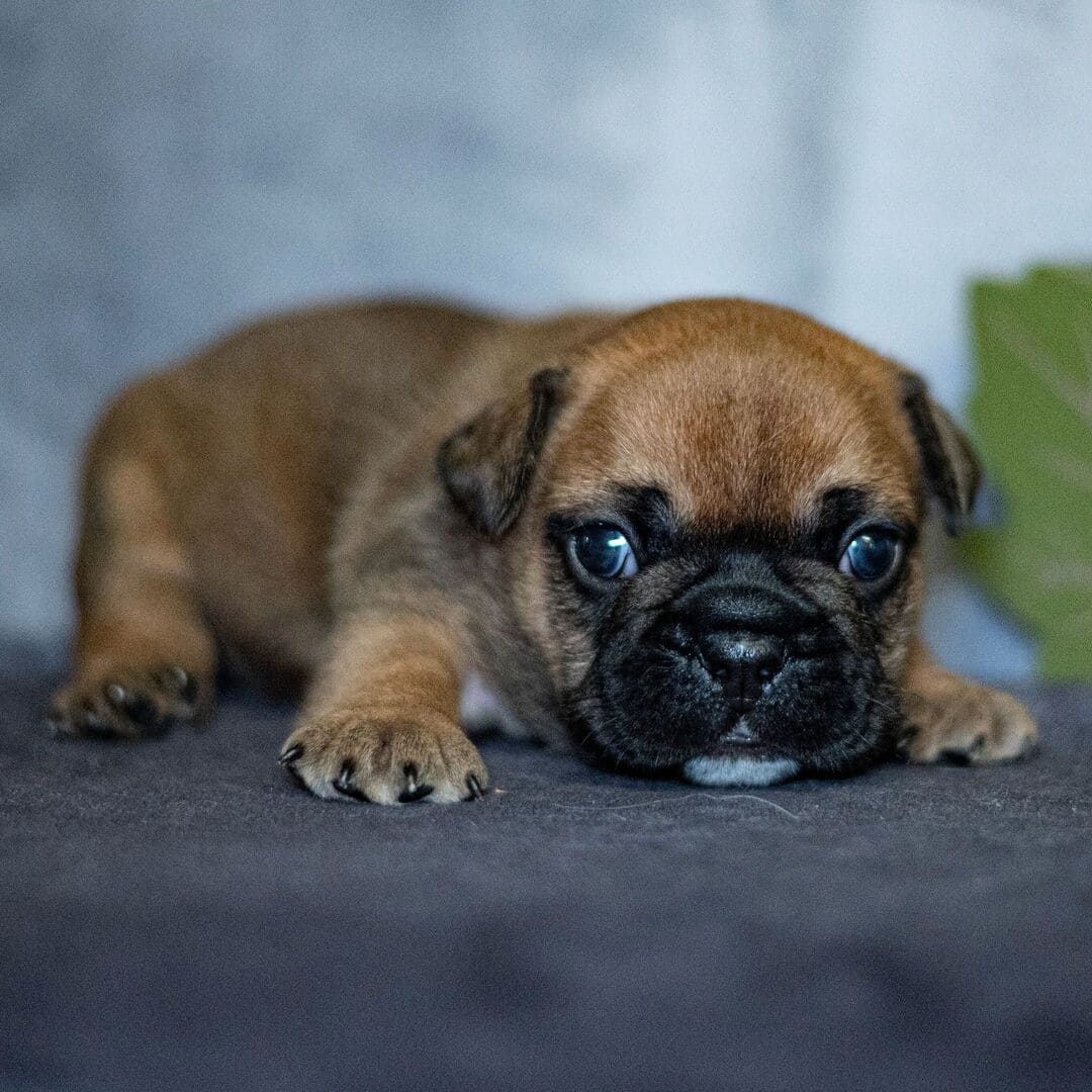 Carl - Little Carl laying on the floor