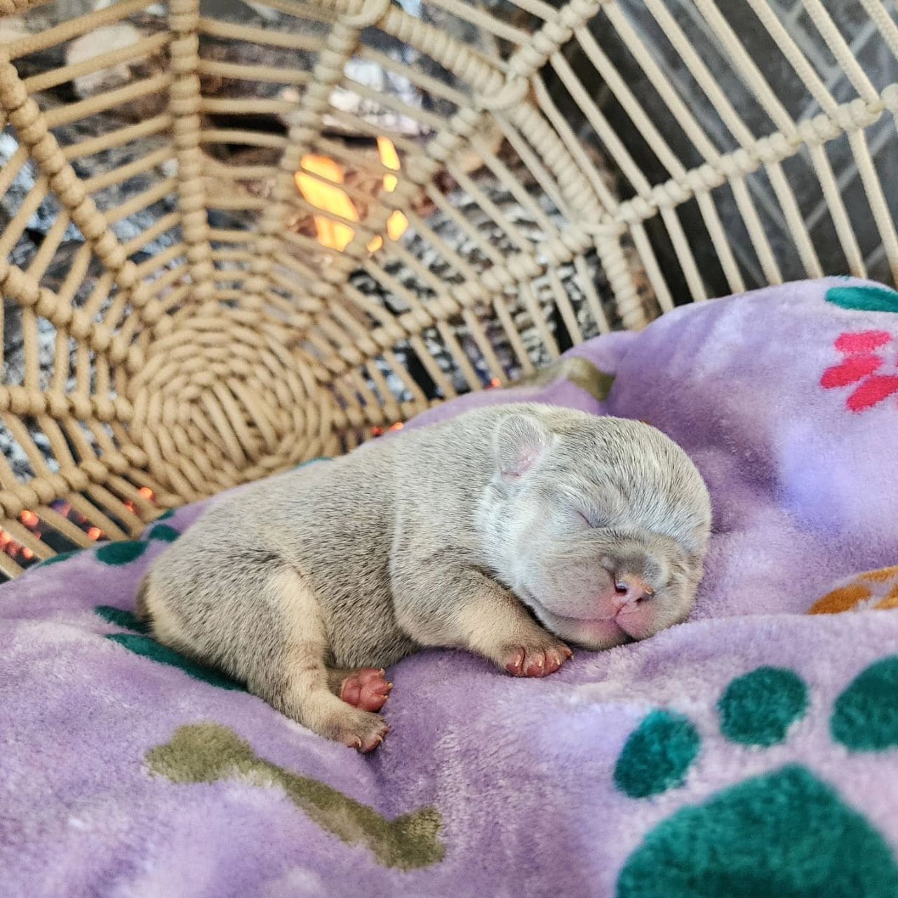 Jason - bulldog puppy black