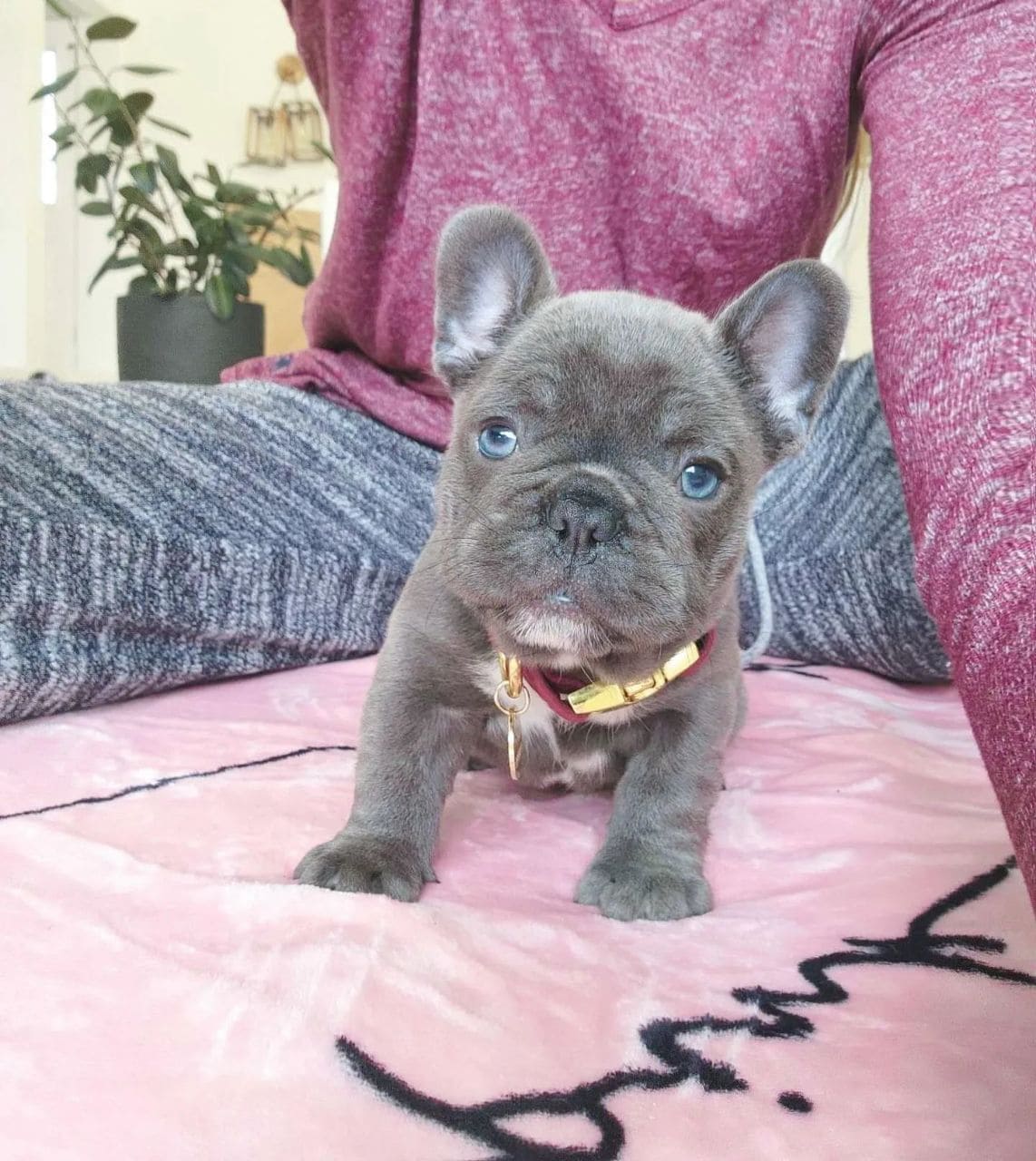 Lizzie - photo of a bulldog laying upside down on bed