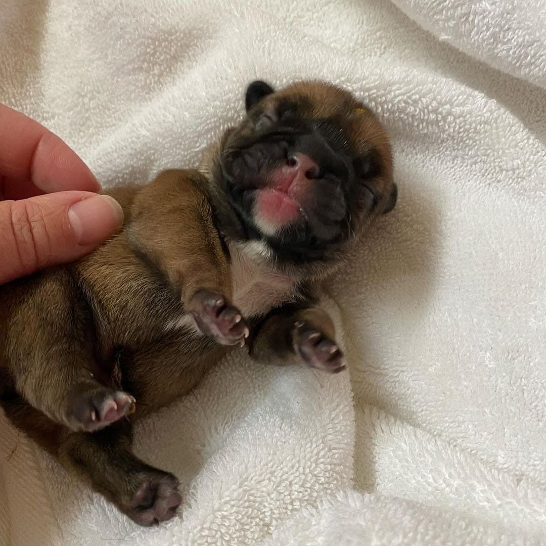 Brave - bulldog standing firm and ready