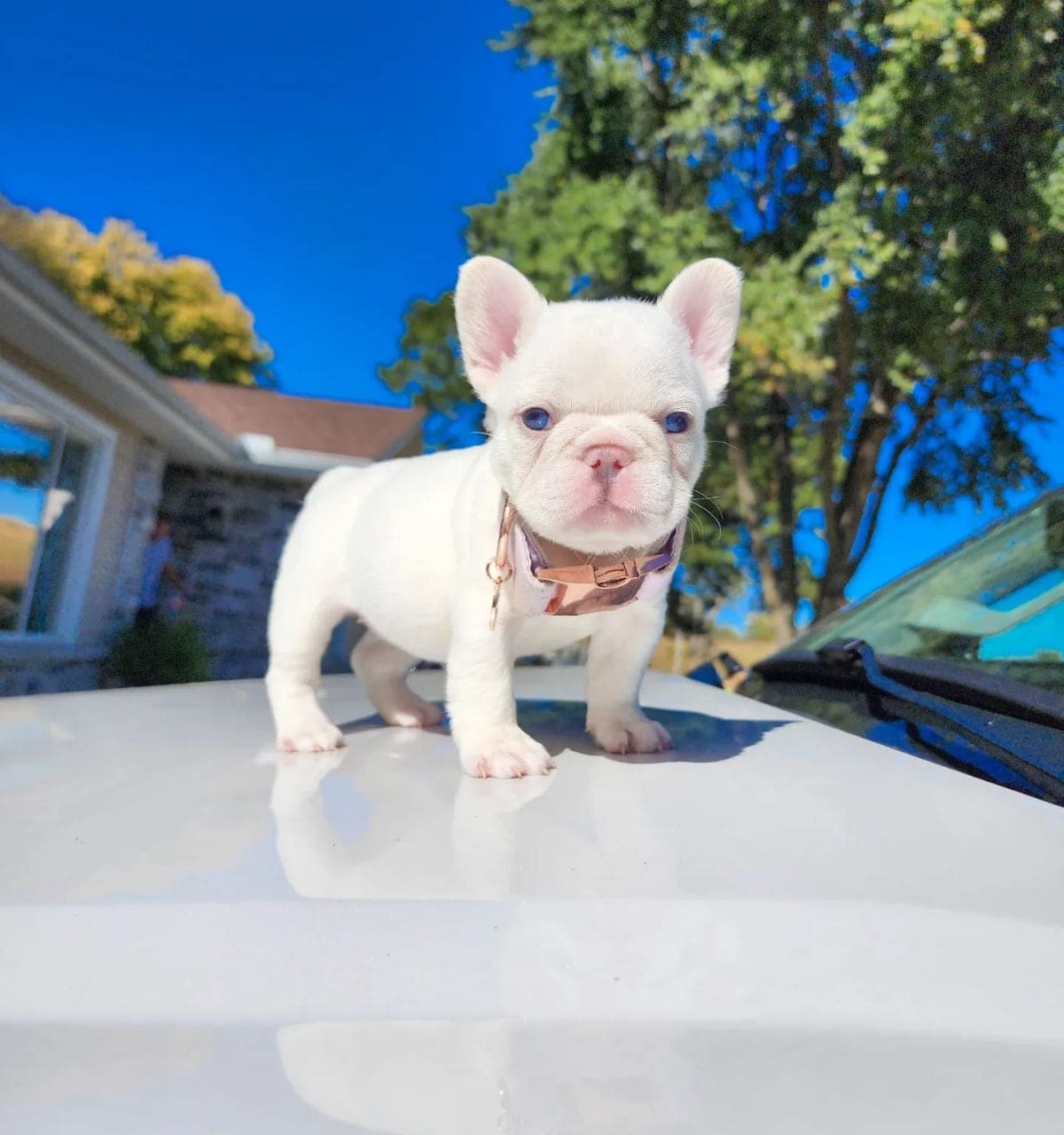 Chord - Little Chord standing bold