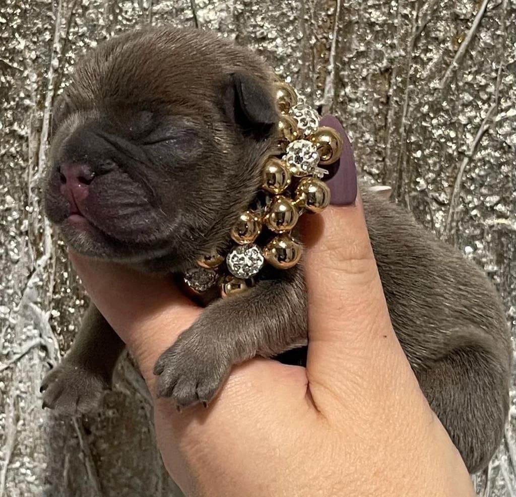 Author - little bulldog out doing photoshoot