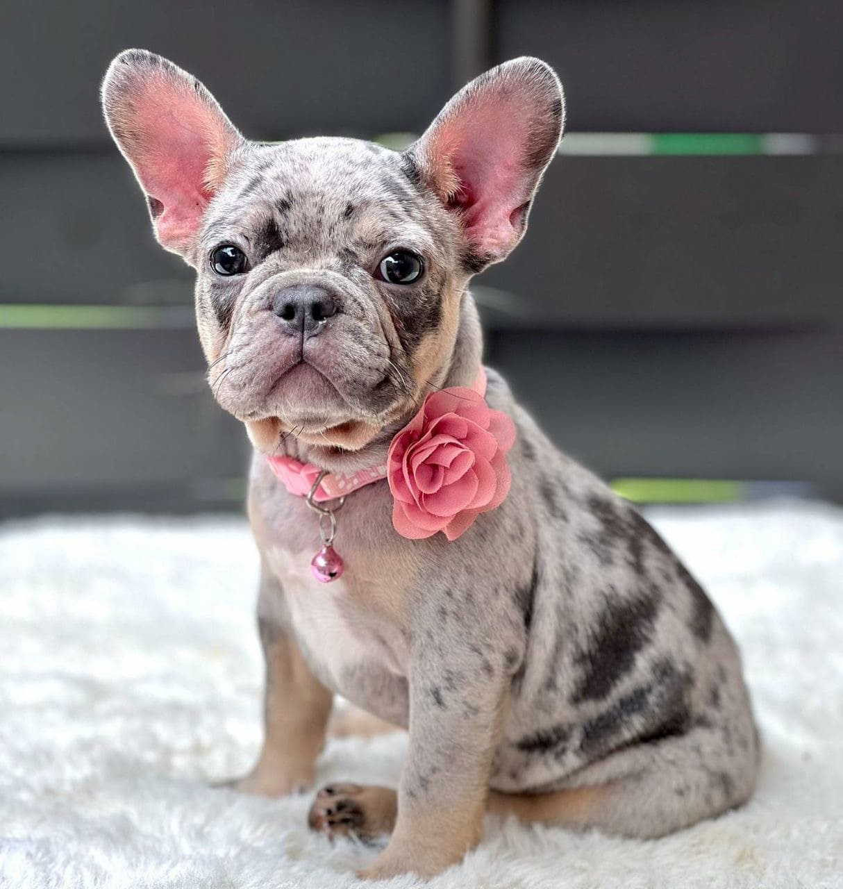 Helena - Frenchie still on bed