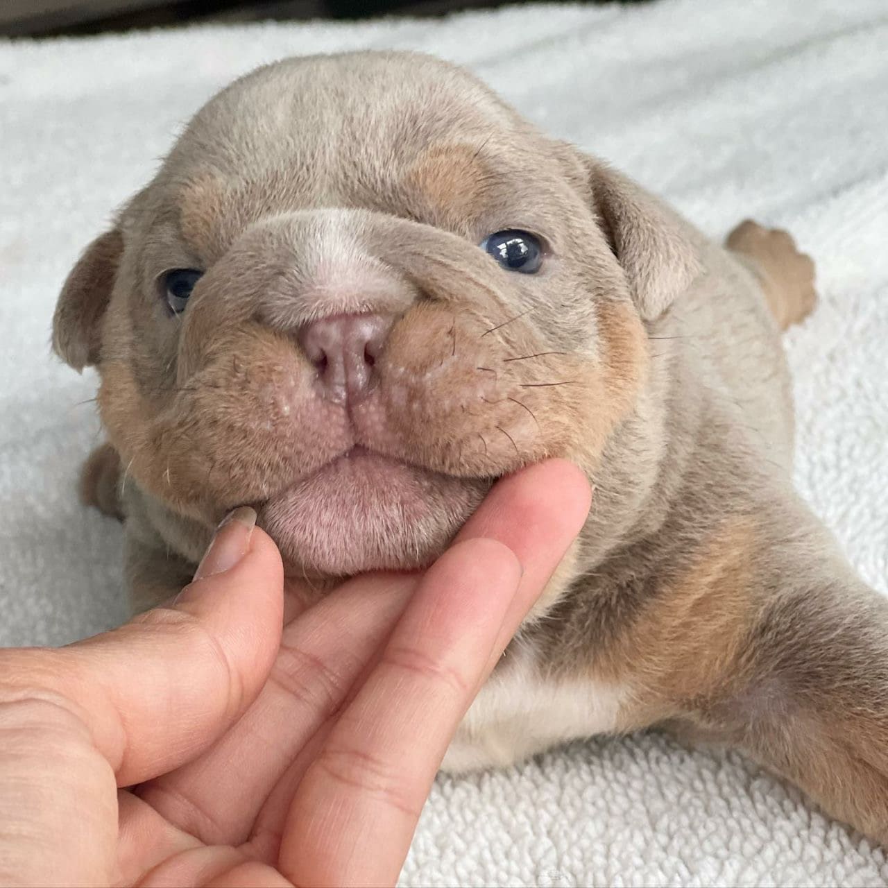 Cavina - puppy getting some rest after a long day