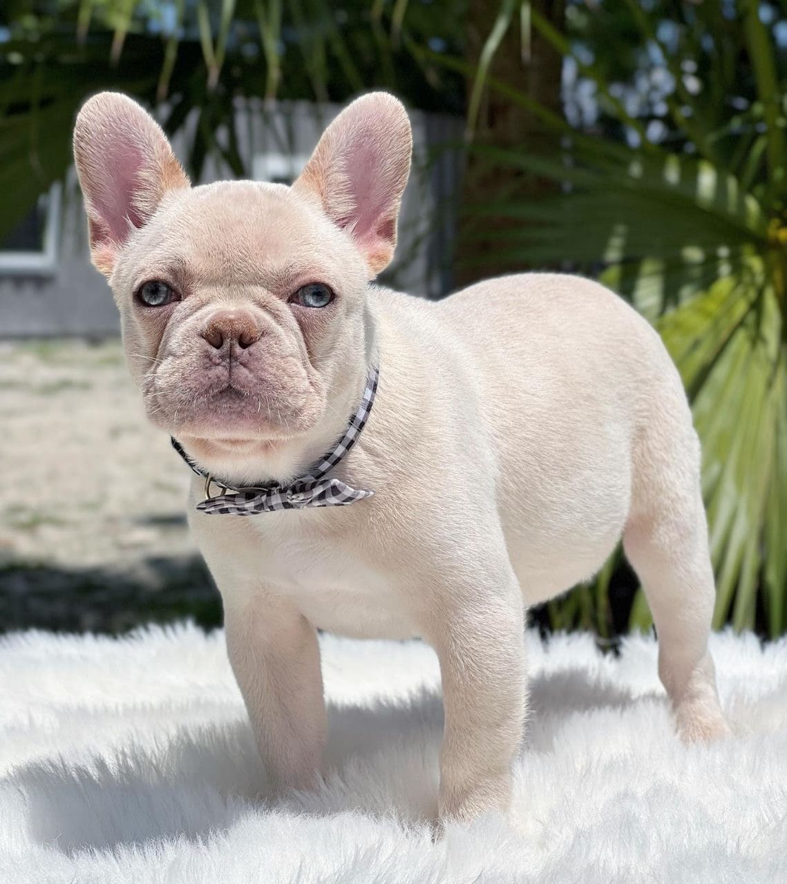 Nelly the French Bulldog