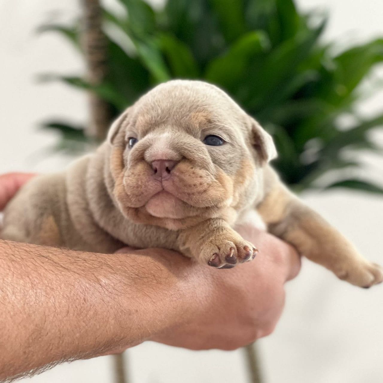 Brandy the French Bulldog