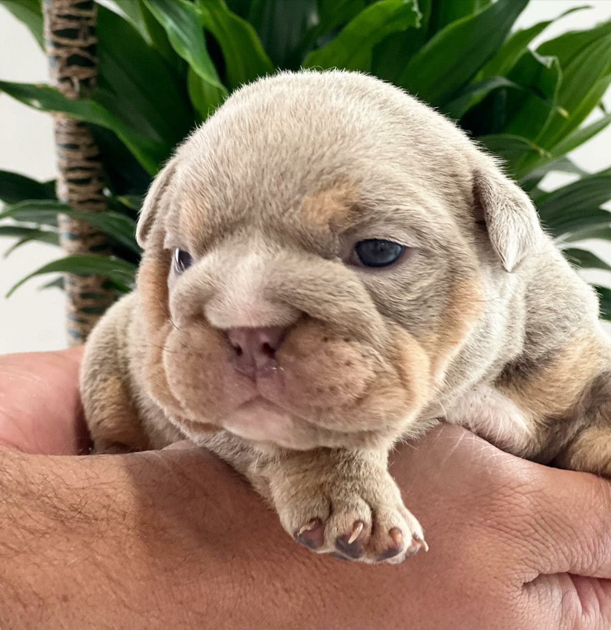 Brandy - little puppy from the woods