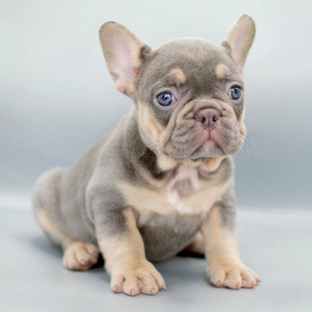 Mell - Little Mell still available and ready to be adopted