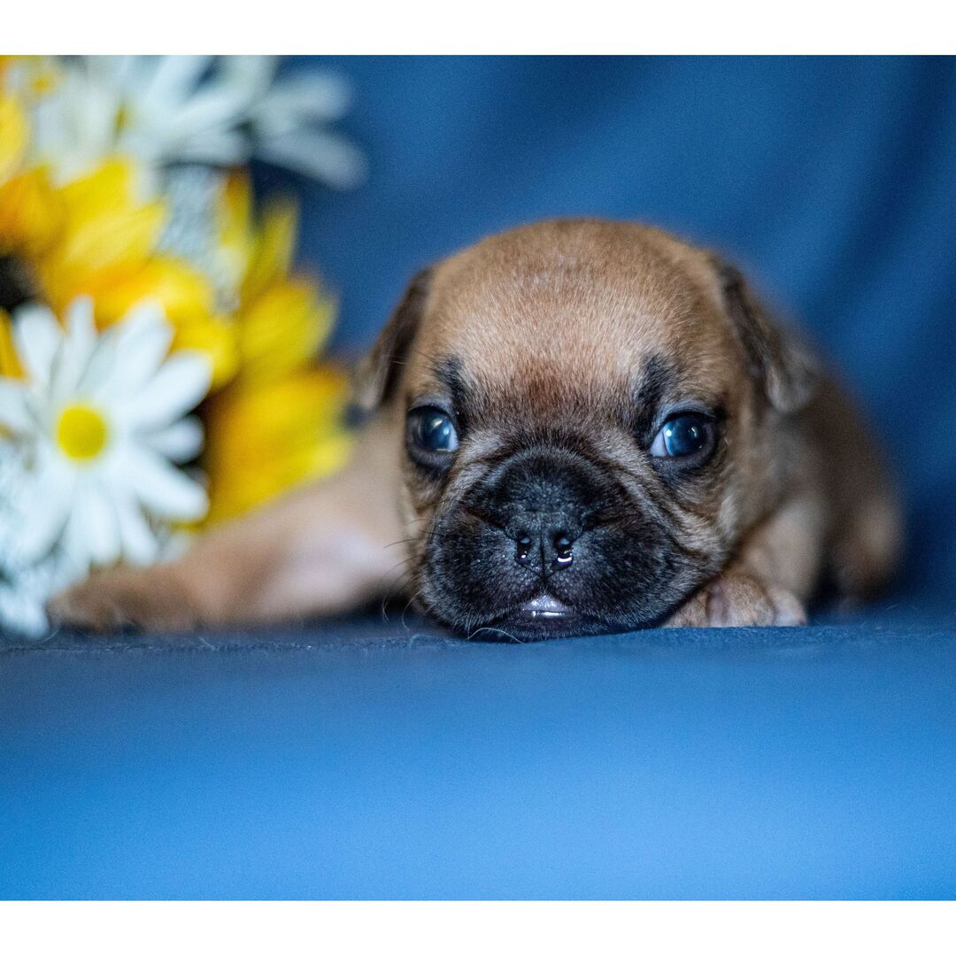 Charly a bulldog smiling